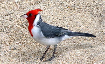 98145558.JaeqVe5R.HawaiianCardinalpbase